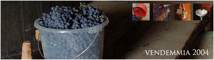 picking grapes