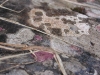coloni6.jpg