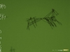 biotipo-ant.jpg