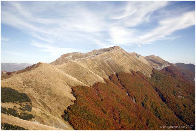 tree-line