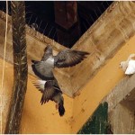 {barganews} Pigeons return to Palazzo Pancrazi