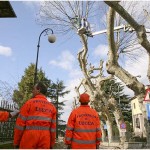 {barganews} Timing of pruning Plane trees questioned