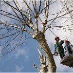 {barganews} Timing of pruning Plane trees questioned
