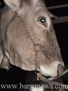 barga presepe vivente7.jpg