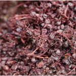 {barganews} Last stage of the vendemmia - grappa making